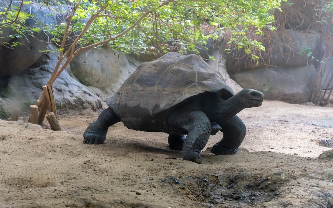 Het gevarieerde menu van de schildpad: wat eet een schildpad?